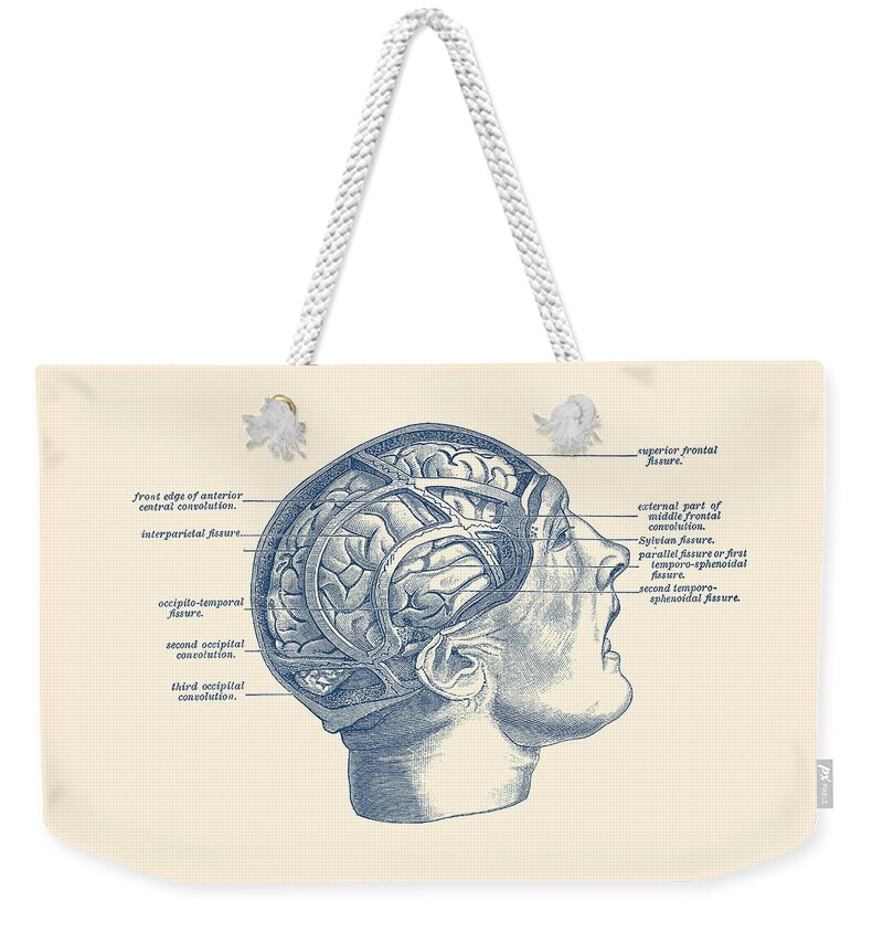 Brain Weekender Tote Bag featuring the drawing Fissure Focused Brain Diagram - Vintage Anatomy by Vintage Anatomy Prints