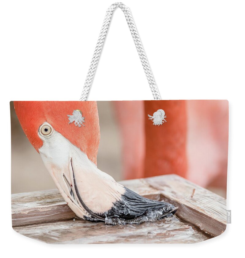 Architecture Weekender Tote Bag featuring the photograph Flamingo at Sea World in Orlando Florida by Peter Ciro