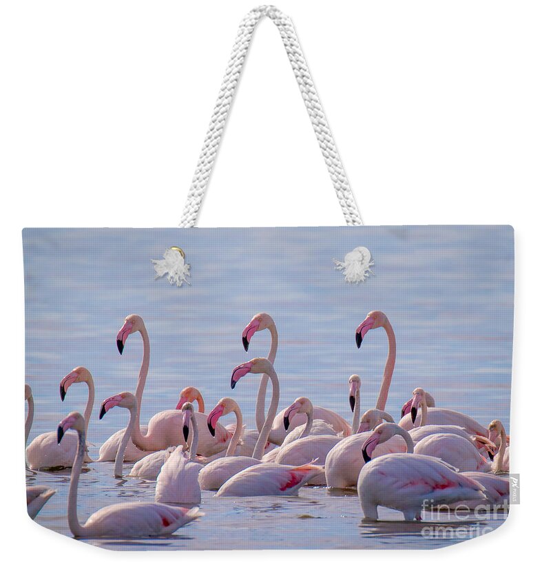 Animalia Weekender Tote Bag featuring the photograph Flamingo Family in Kalochori Lagoon Greece by Jivko Nakev