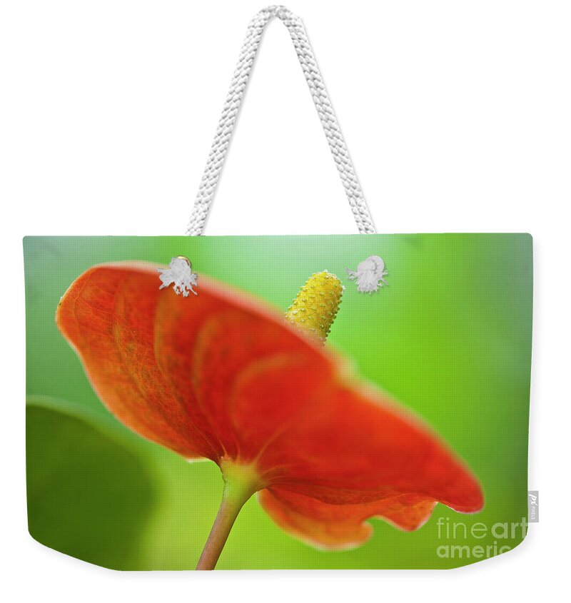 Anthurie Weekender Tote Bag featuring the photograph Flamingo Flower 2 by Heiko Koehrer-Wagner