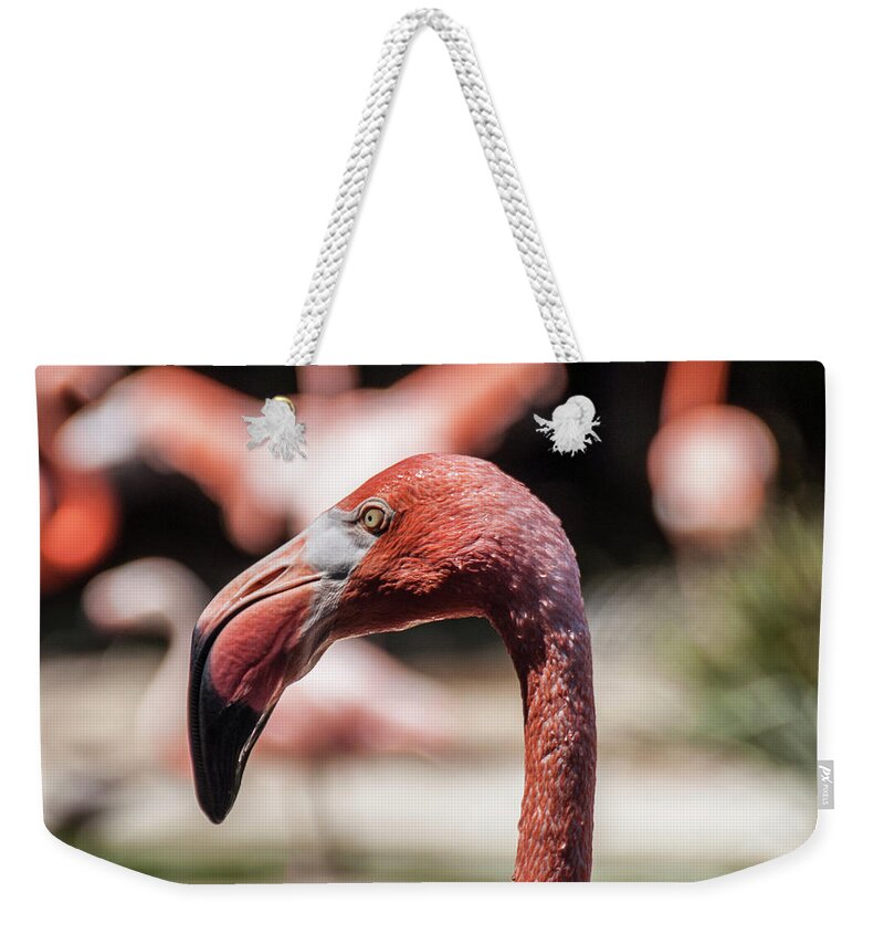 American Flamingo Weekender Tote Bag featuring the photograph Flamingo Portrait by Daniel Hebard