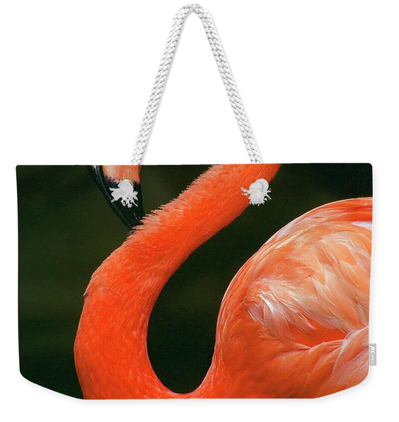 Flamingo Weekender Tote Bag featuring the photograph Flamingo by Ted Keller