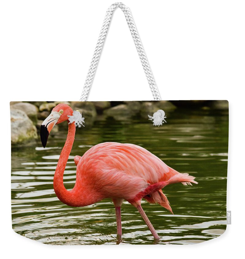 Flamingo Weekender Tote Bag featuring the photograph Flamingo Wades by Nicole Lloyd