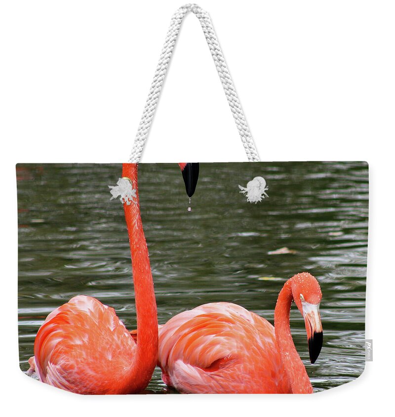 Flamingos Weekender Tote Bag featuring the photograph Flamingos by Holly Ross