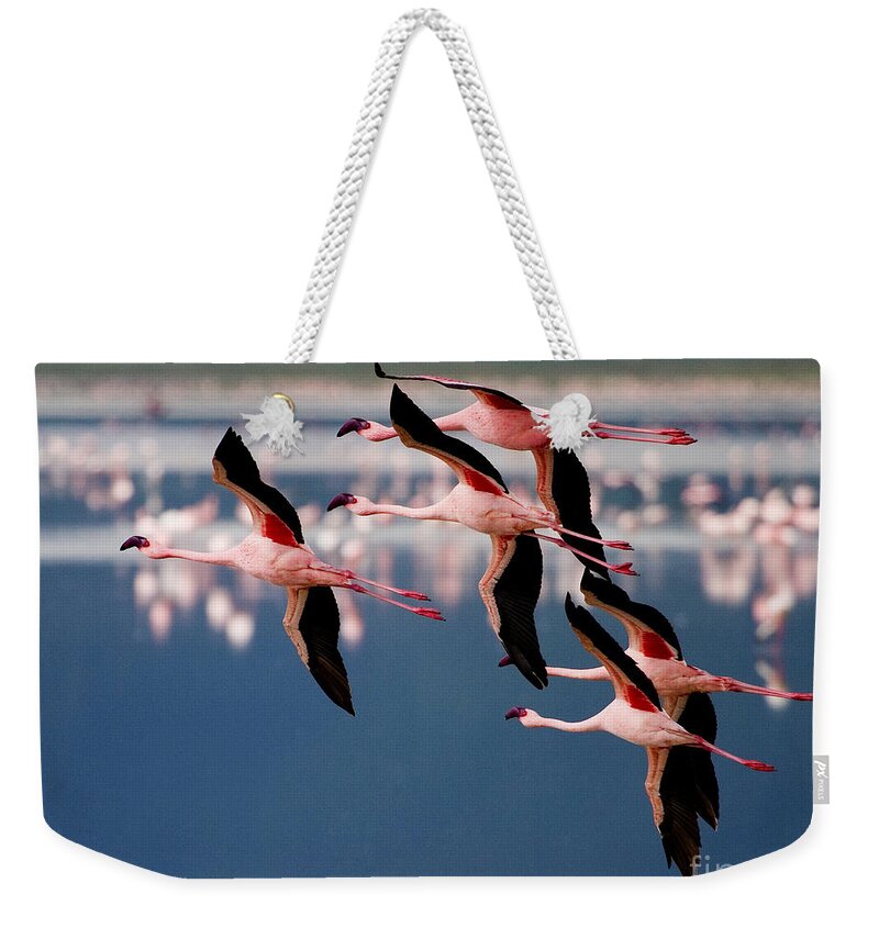 Phoenicopterus Rosens Weekender Tote Bag featuring the photograph Flamingos In Flight-Signed by J L Woody Wooden