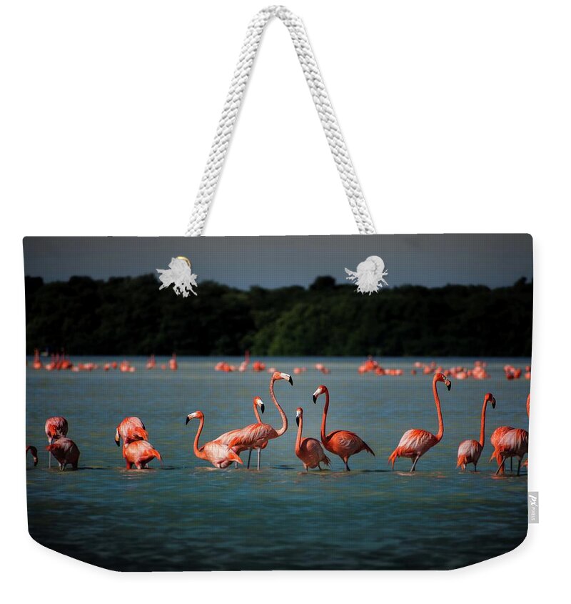 Flamingos Weekender Tote Bag featuring the photograph Flamingos by Robert Grac
