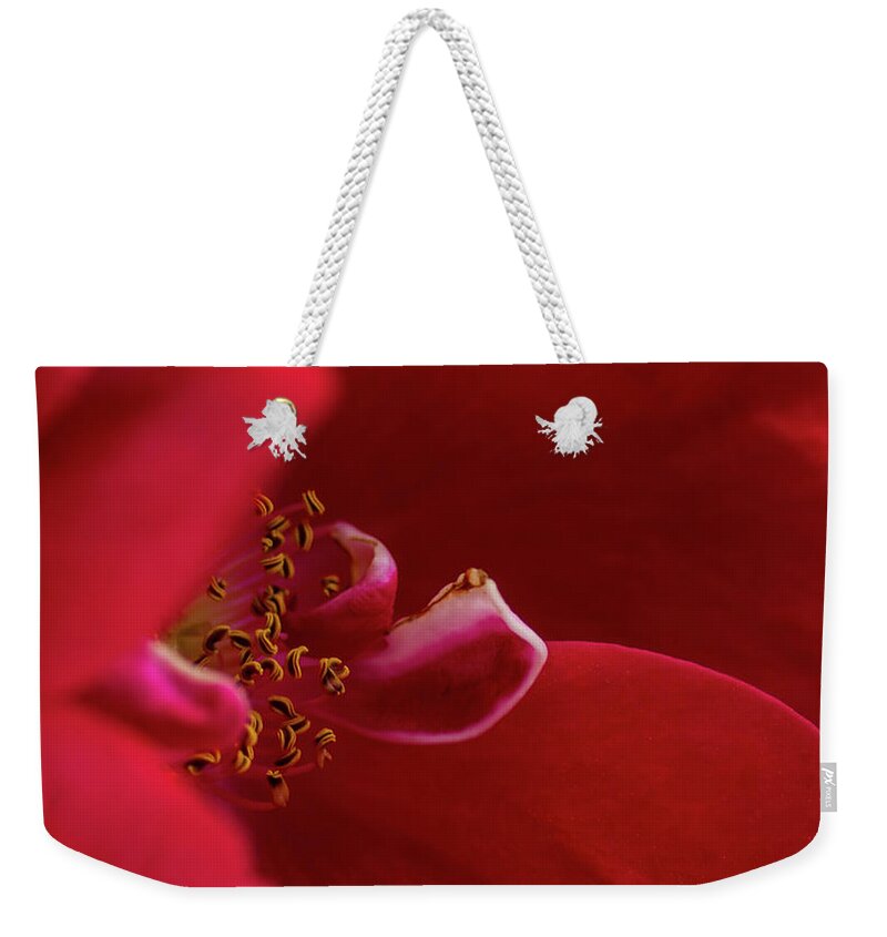 Rosa 'flammentanz' Weekender Tote Bag featuring the photograph Flammentanz by Torbjorn Swenelius