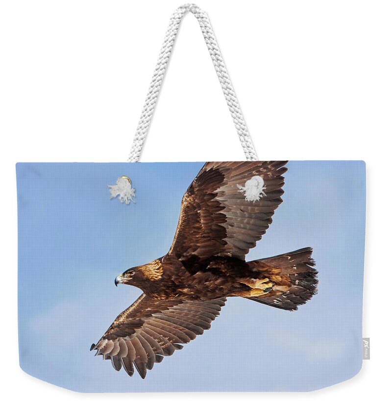 Golden Eagle Weekender Tote Bag featuring the photograph Flight of the Golden Eagle by Mark Miller