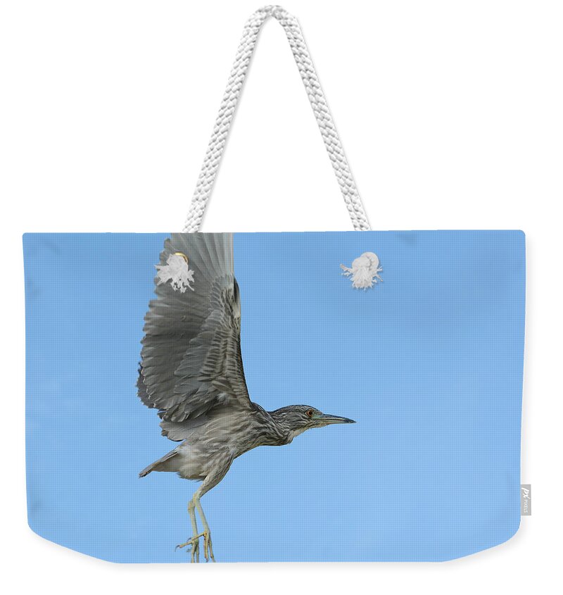 Juvenile Black Crowned Night Heron Weekender Tote Bag featuring the photograph Flight of the Night Heron by Fraida Gutovich
