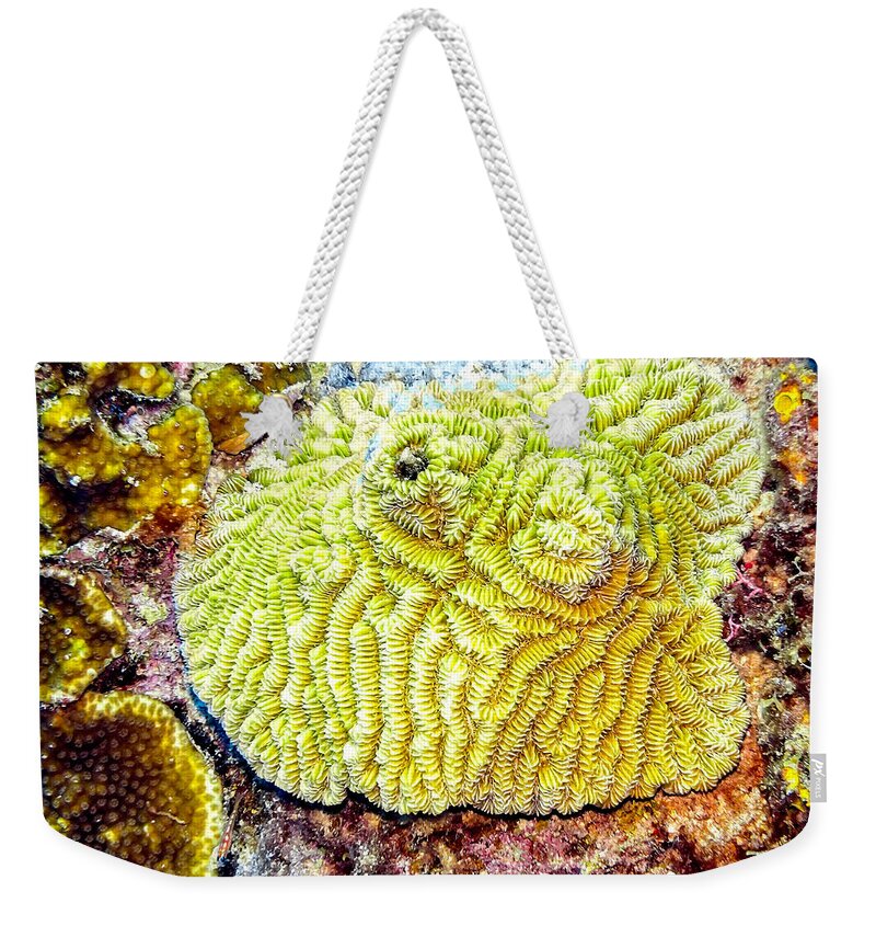 Flower Coral Weekender Tote Bag featuring the photograph Flower Coral by Perla Copernik