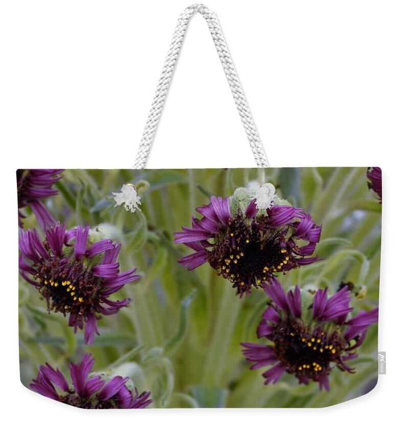 Maui Silversword Weekender Tote Bag featuring the photograph Flowers of the Maui Silversword by Heidi Fickinger