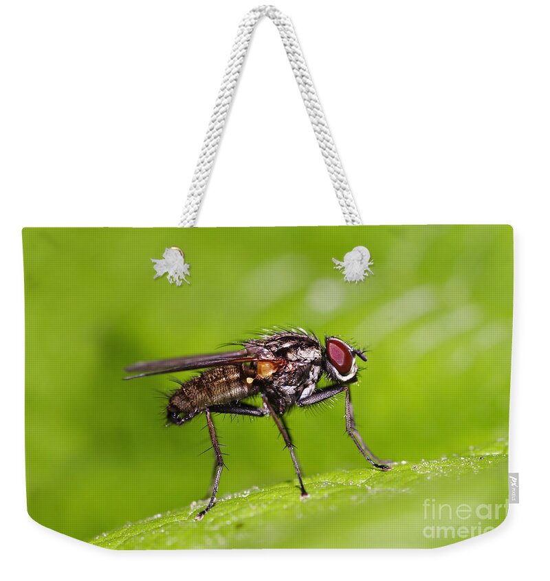 Fly Weekender Tote Bag featuring the photograph Fly On The Leaf by Michal Boubin