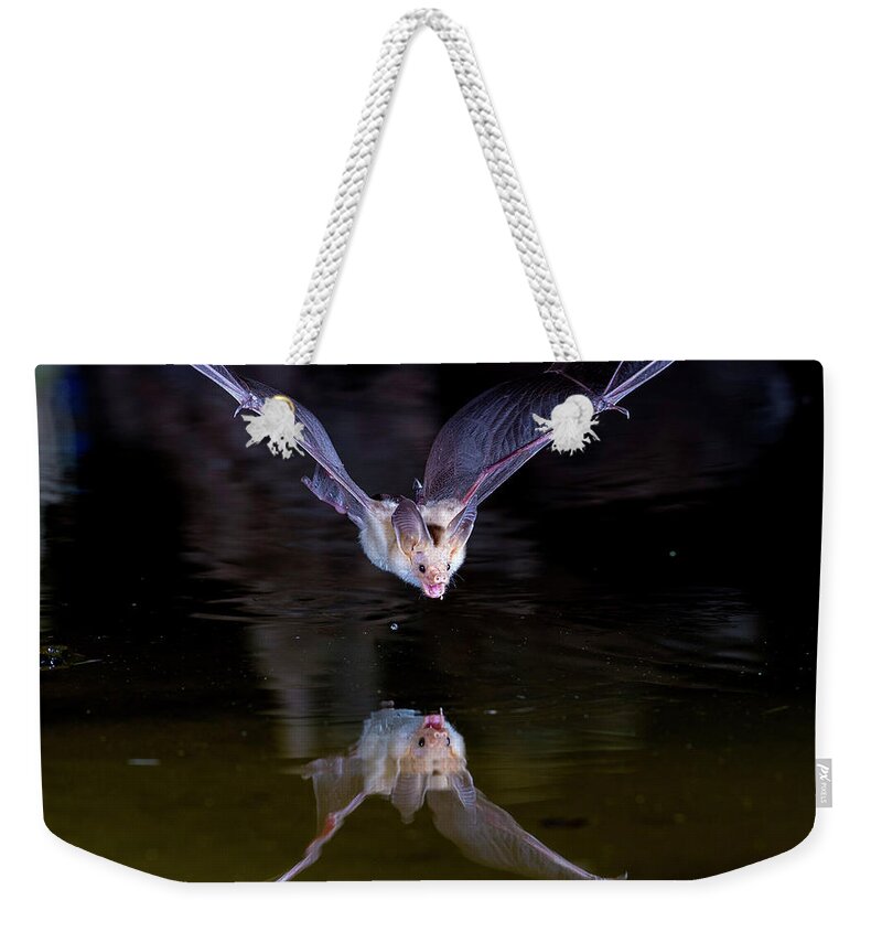 Bat Weekender Tote Bag featuring the photograph Flying Bat with Reflection by Judi Dressler