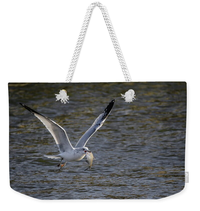 Fishing Seagull Weekender Tote Bag featuring the photograph Flying Fish by Ray Congrove