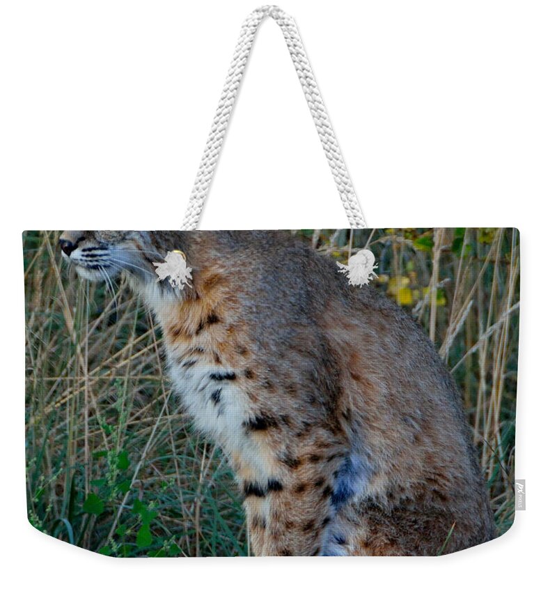 Bobcat Weekender Tote Bag featuring the photograph Focused On the Hunt 2 by Tranquil Light Photography