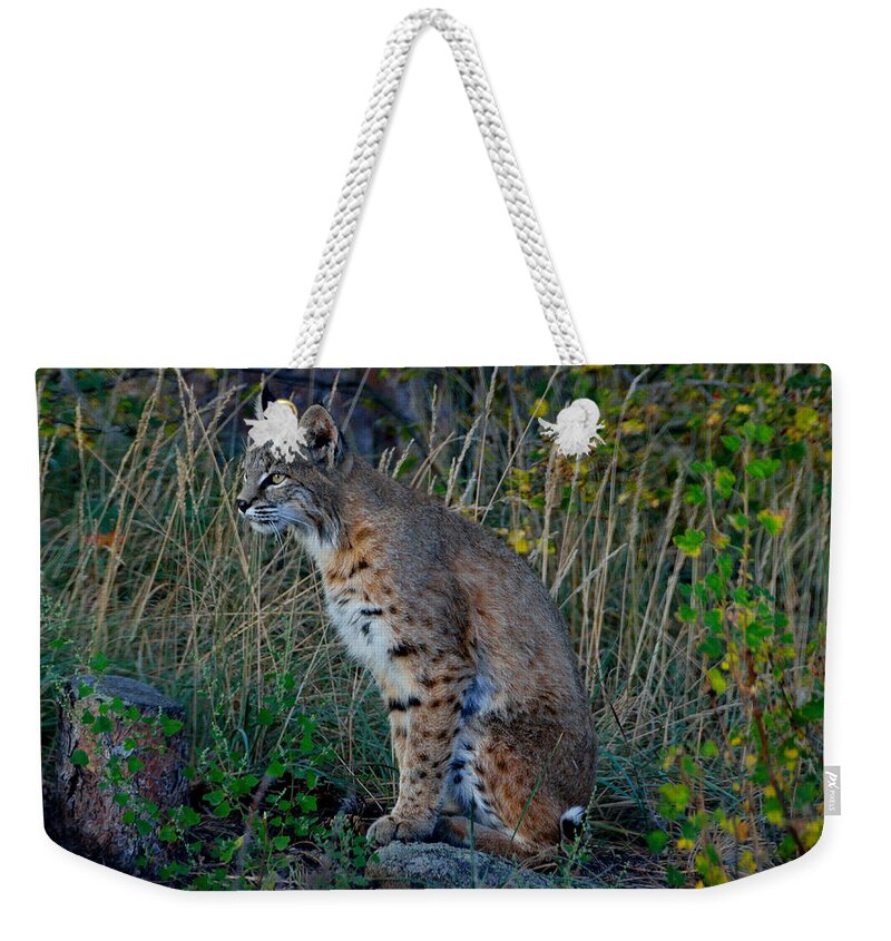 Bobcat Weekender Tote Bag featuring the photograph Focused On the Hunt by Tranquil Light Photography