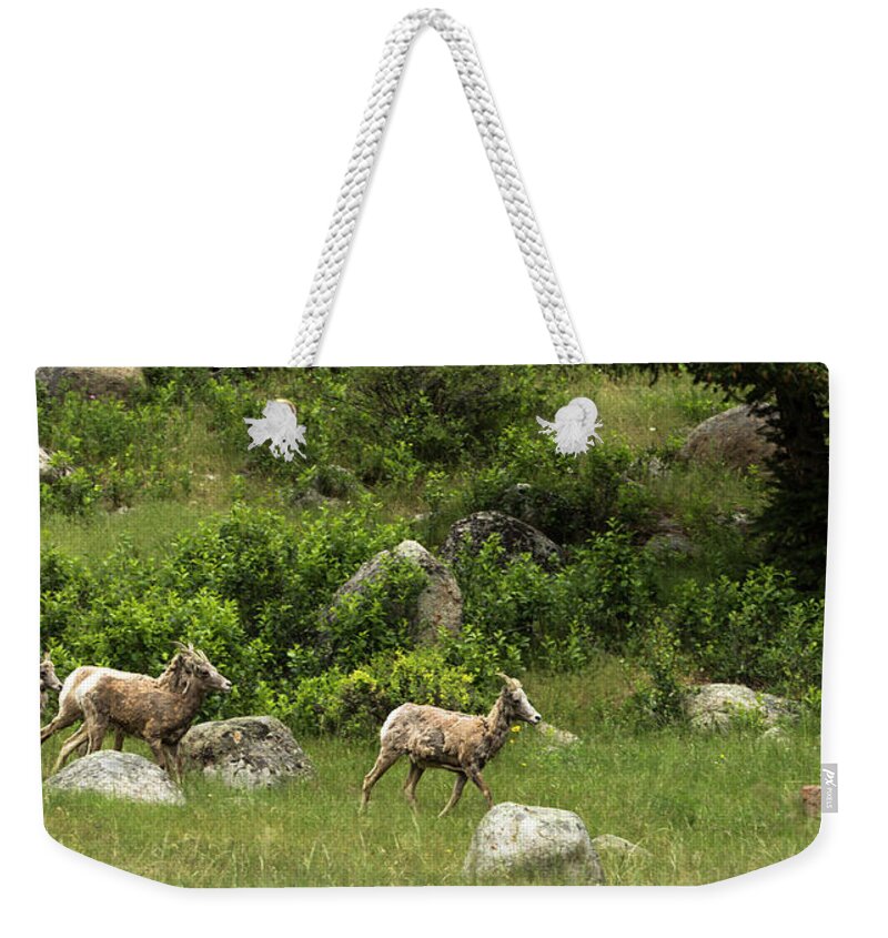 Rocky Weekender Tote Bag featuring the photograph Follow the Leader by Sean Allen