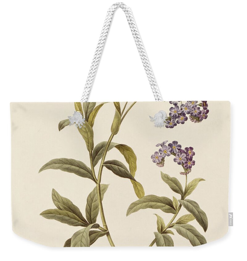 Forget-me-not Weekender Tote Bag featuring the drawing Forget Me Not by Pierre Joseph Redoute
