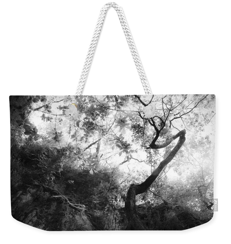 Tree Weekender Tote Bag featuring the photograph Forgetting by Dorit Fuhg