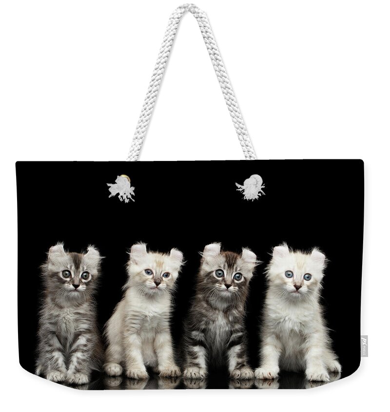 Curl Weekender Tote Bag featuring the photograph Four American Curl Kittens with Twisted Ears Isolated Black Background by Sergey Taran