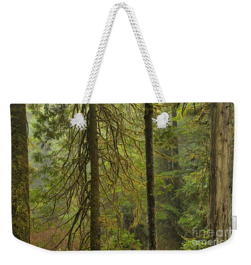 Rainforest Weekender Tote Bag featuring the photograph Four Trunks by Adam Jewell
