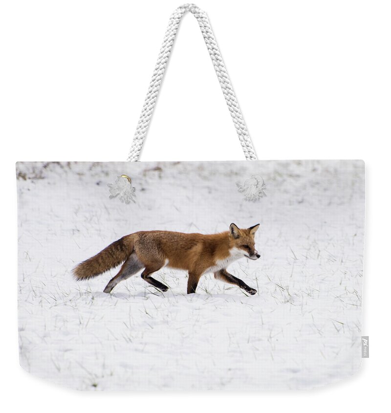 Red In Snow Fox 3 Weekender Tote Bag featuring the photograph Fox 3 by Paul Ross