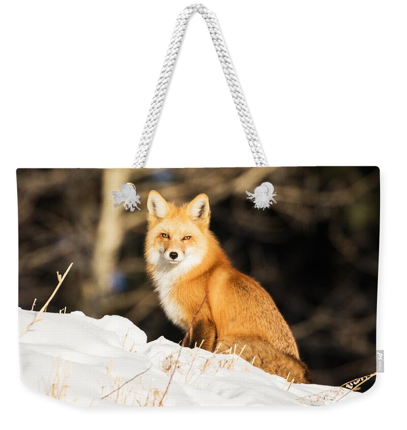 Red Fox Weekender Tote Bag featuring the photograph Fox in Snow #3 by Mindy Musick King