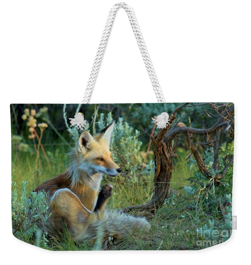 Red Fox Weekender Tote Bag featuring the photograph Fox In The Brush by Adam Jewell