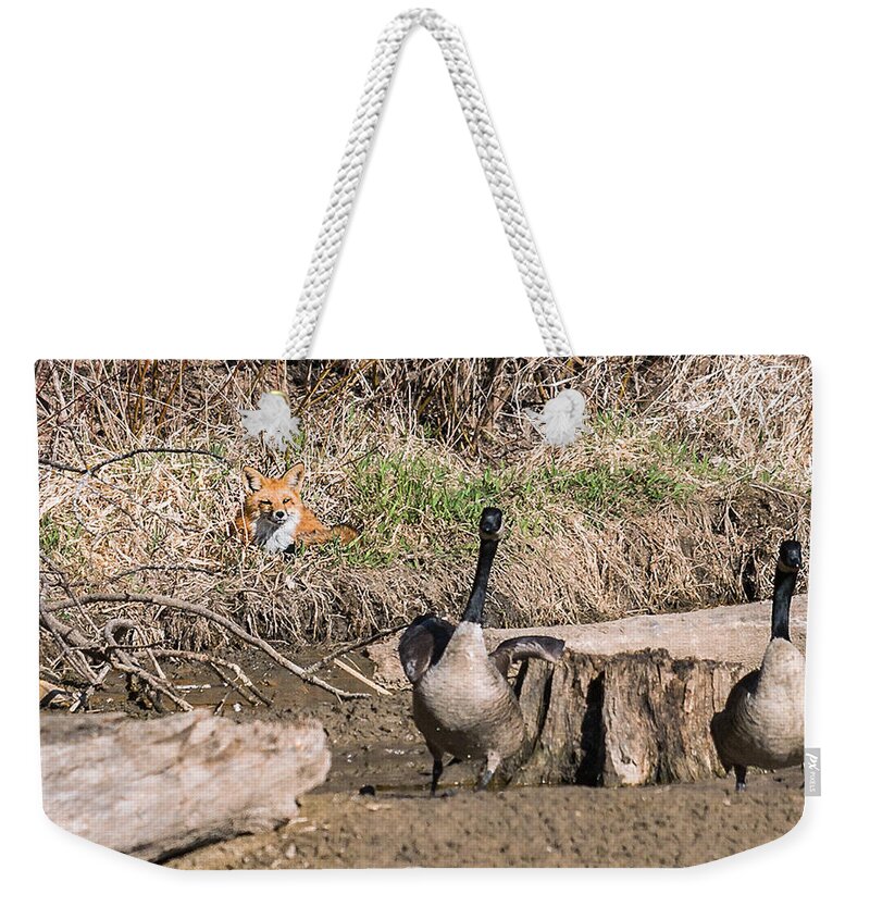 Heron Heaven Weekender Tote Bag featuring the photograph Fox Watch by Ed Peterson