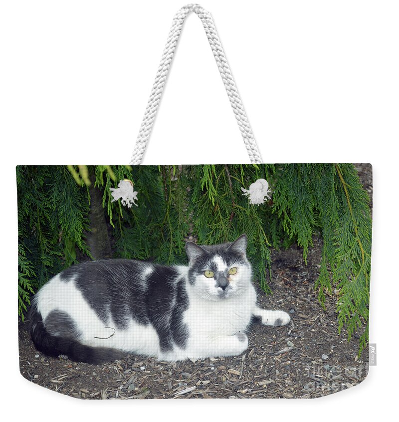 Cat Weekender Tote Bag featuring the photograph Freckles by Carol Eliassen