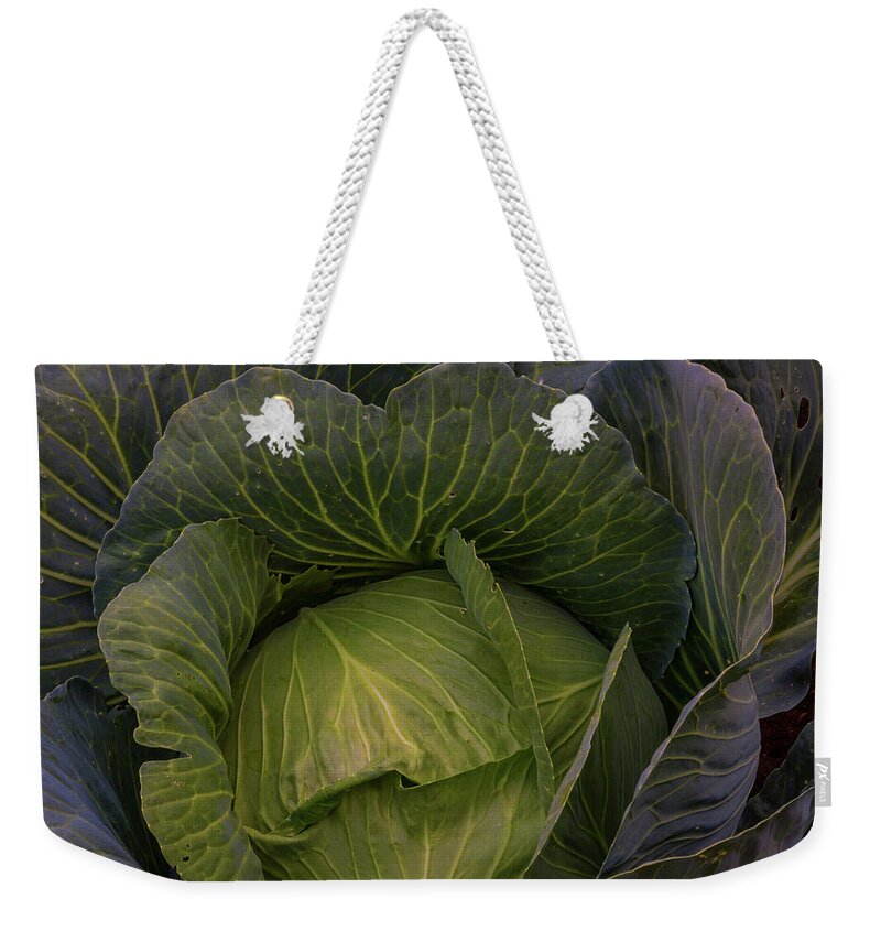 Cabbage Weekender Tote Bag featuring the photograph Fresh Vegetable Garden Cabbage by James BO Insogna