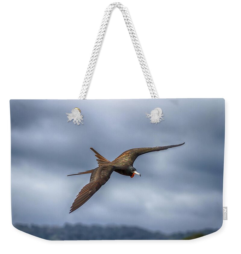 Frigate Bird Weekender Tote Bag featuring the photograph Frigate Bird by John Haldane