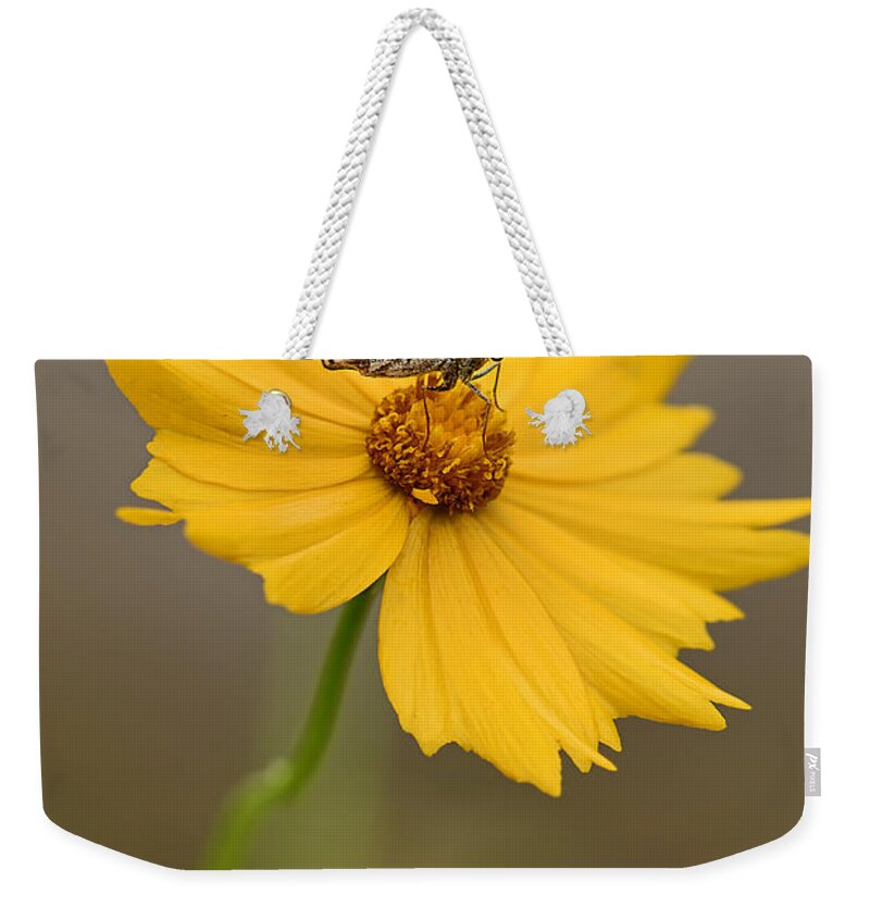 2015 Weekender Tote Bag featuring the photograph Fritillary on Coreopsis by Robert Charity