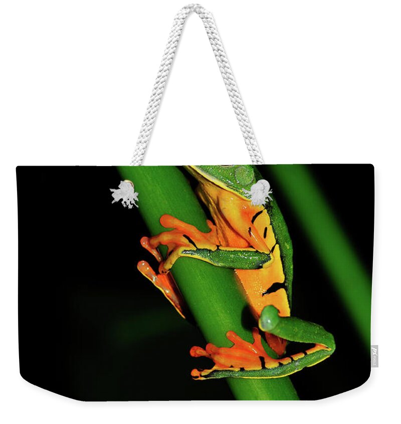 Frog Framed Prints Weekender Tote Bag featuring the photograph Frog Pole Vault by Harry Spitz