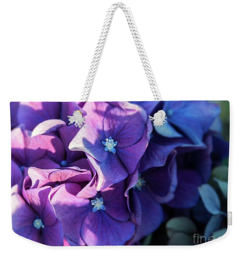 Hydrangea Weekender Tote Bag featuring the photograph From Light to Dark by Carol Lloyd