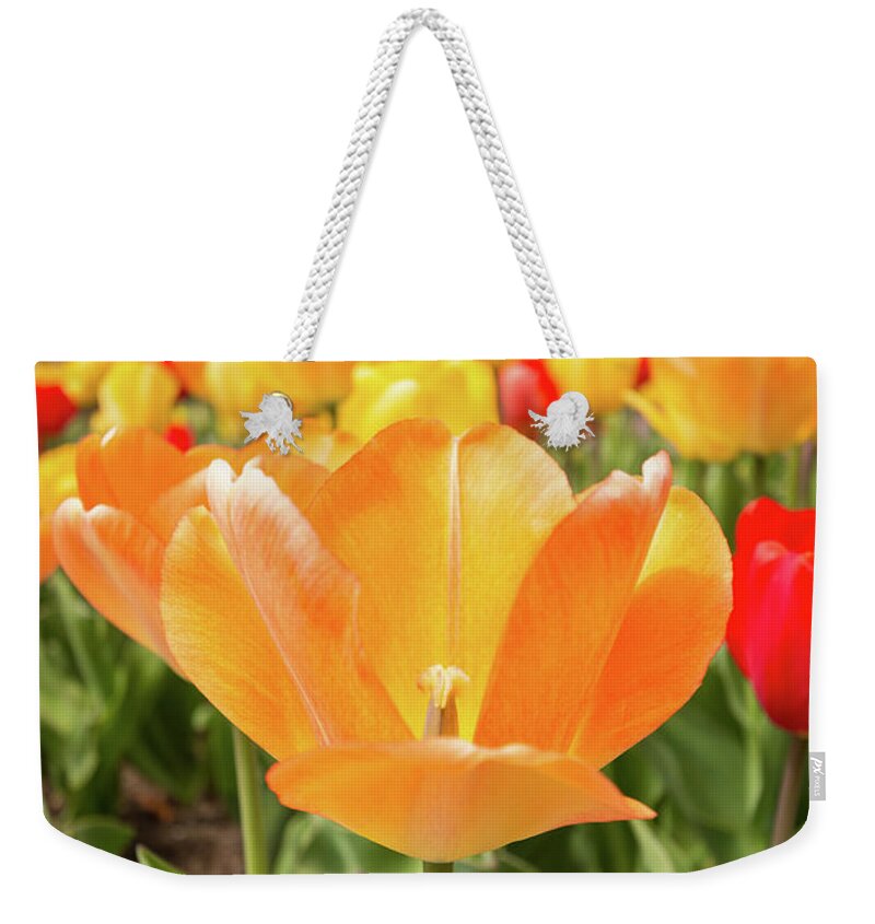Tulips Tulip Outside Outdoors Botany Botanic Botanical Flowers Plants Garden Gardening Ma Mass Massachusetts Sky Brian Hale Brianhalephoto New England Newengland Weekender Tote Bag featuring the photograph Front of the Tulips by Brian Hale