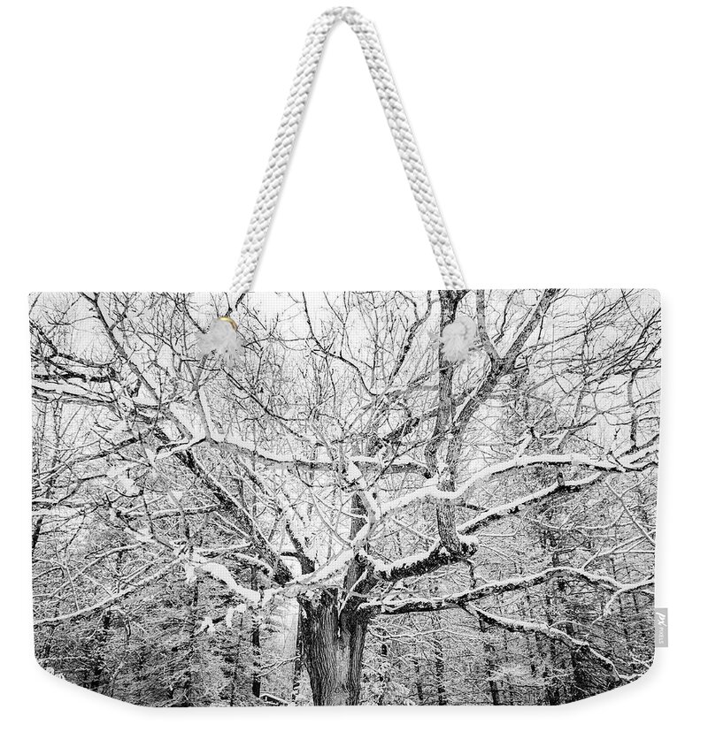  Weekender Tote Bag featuring the photograph Frosted by Kendall McKernon