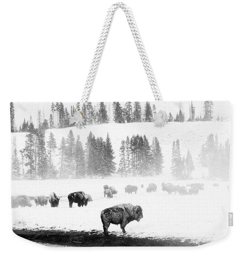 American Bison Weekender Tote Bag featuring the photograph Frosty Bison Herd by Max Waugh