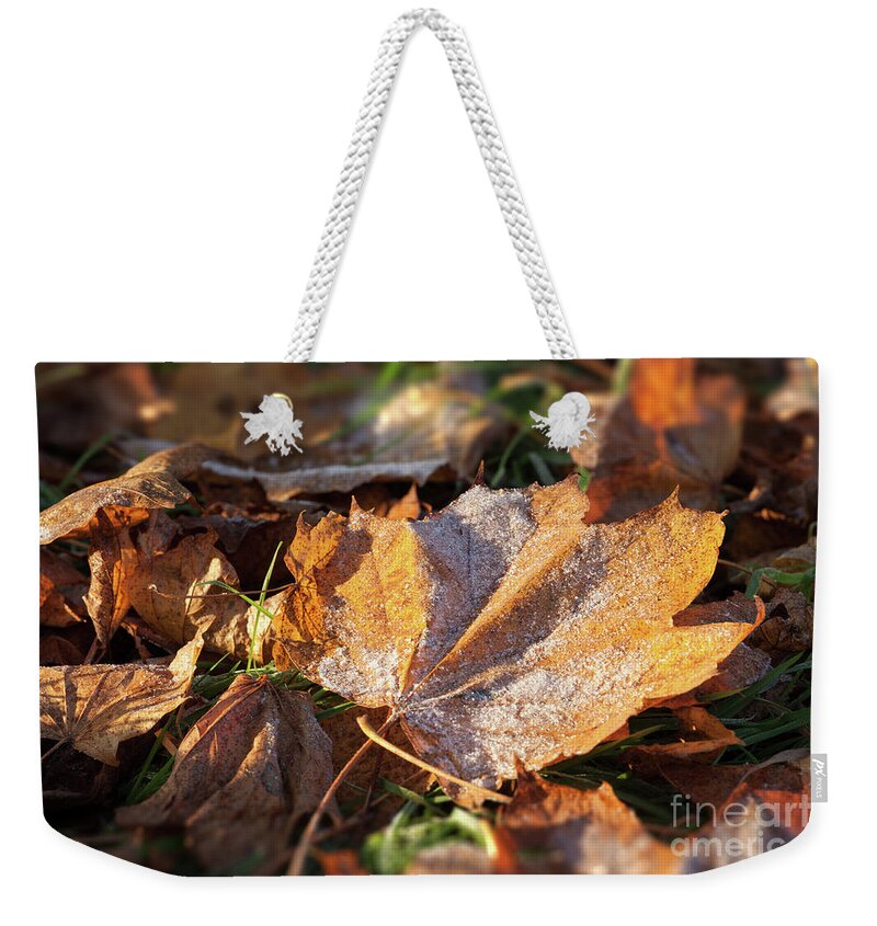Autumn Weekender Tote Bag featuring the photograph Frosty fallen autumn oak leaf by Simon Bratt
