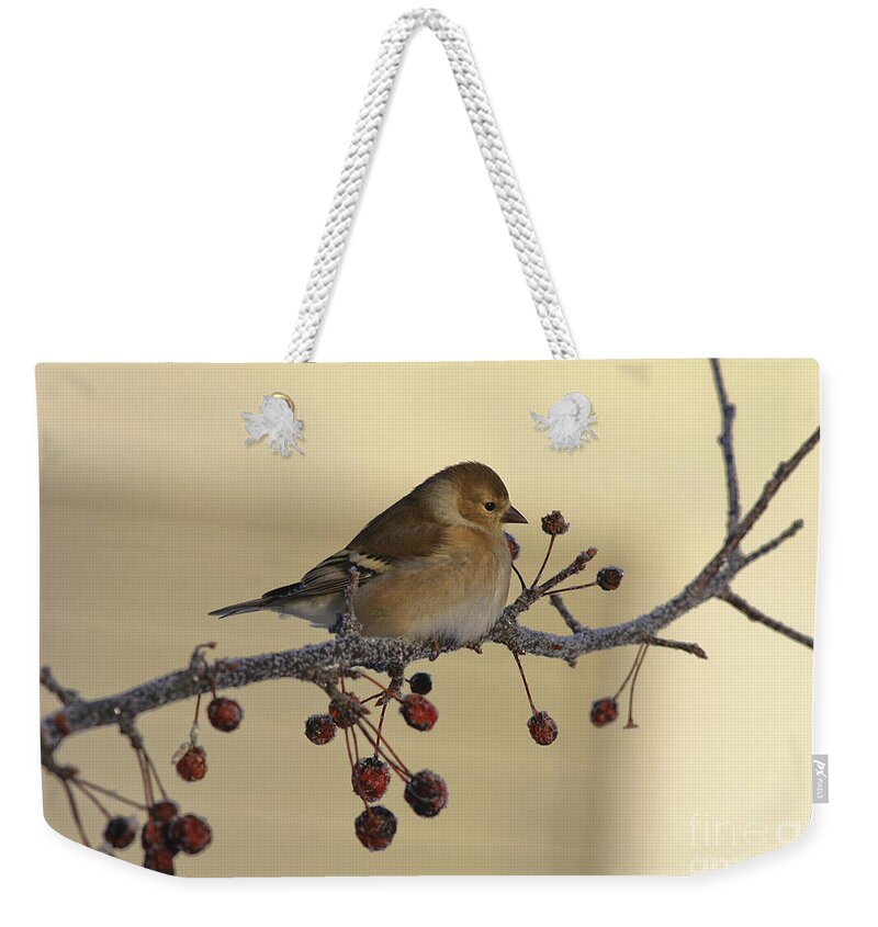 Finch Weekender Tote Bag featuring the photograph Frosty Perch by Deborah Benoit