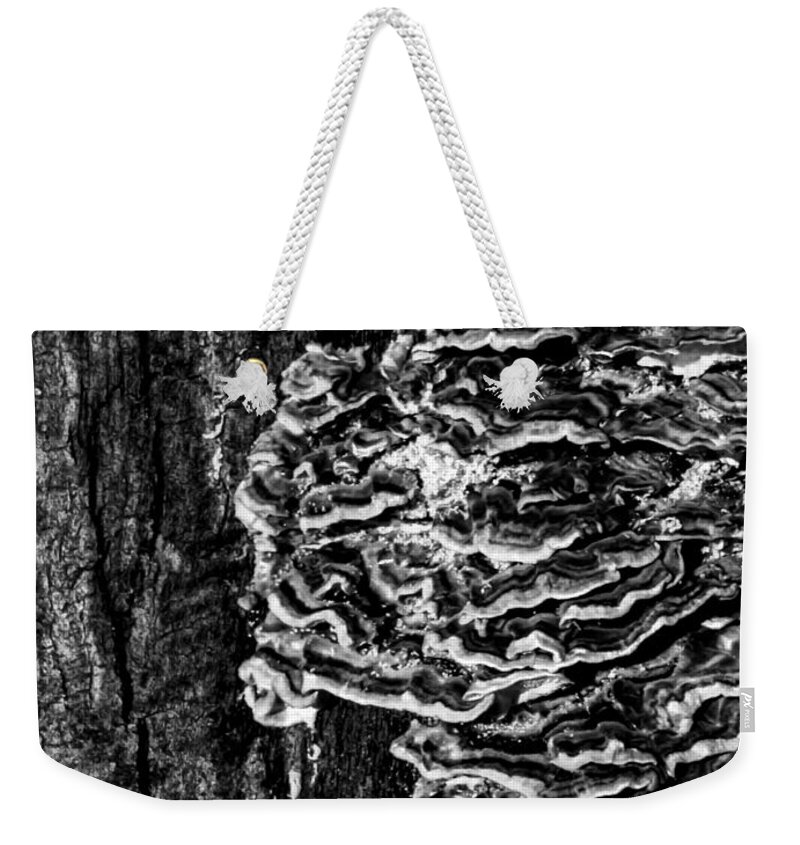 Fungi Weekender Tote Bag featuring the photograph Fungi Coast by James Aiken