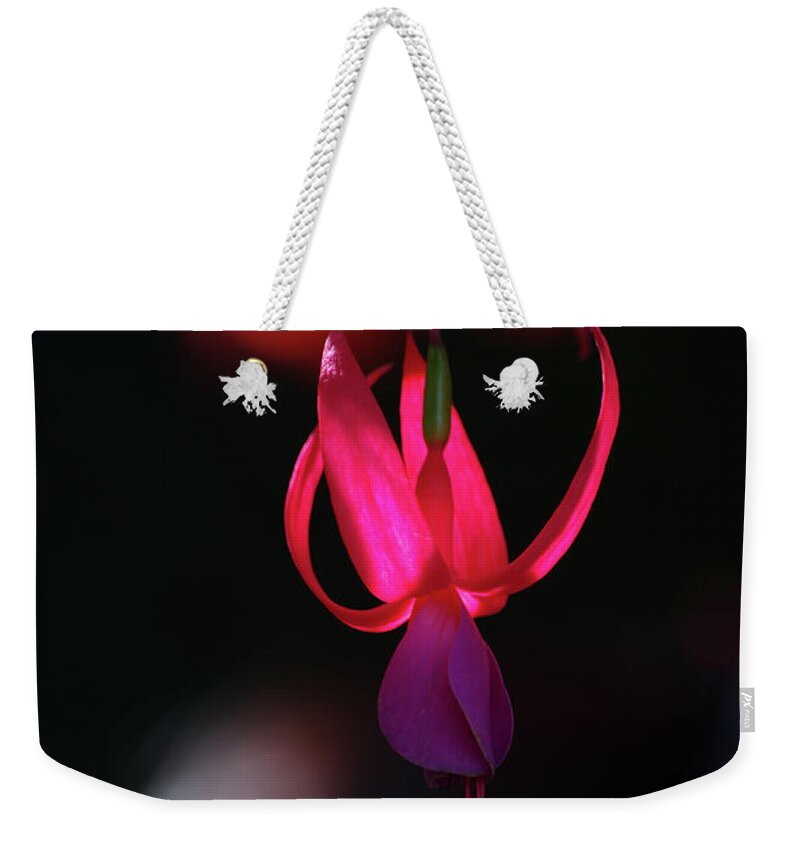 British Columbia Weekender Tote Bag featuring the photograph Fuschia Backlit Buchart Gardens Victoria by Rick Bures