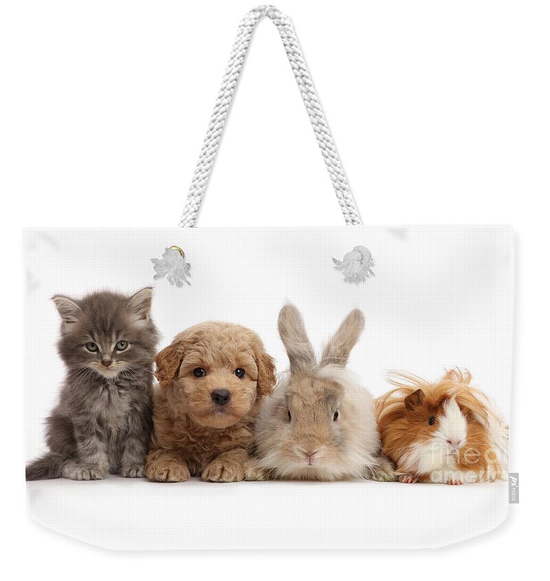Guinea Pig Weekender Tote Bag featuring the photograph Gang of Four by Warren Photographic