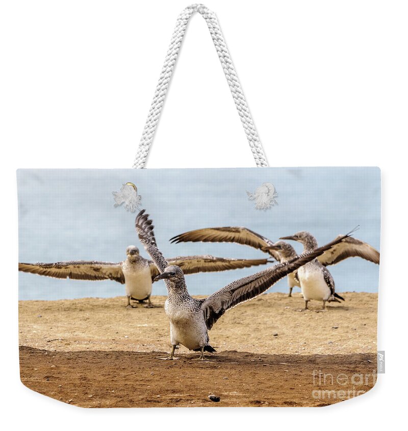 Gannet Weekender Tote Bag featuring the photograph Gannet Chick 2 - Flying School by Werner Padarin