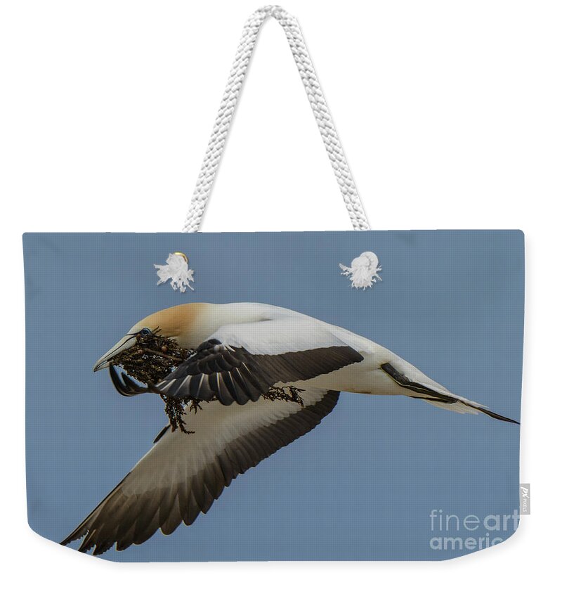 Bird Weekender Tote Bag featuring the photograph Gannets 1 by Werner Padarin