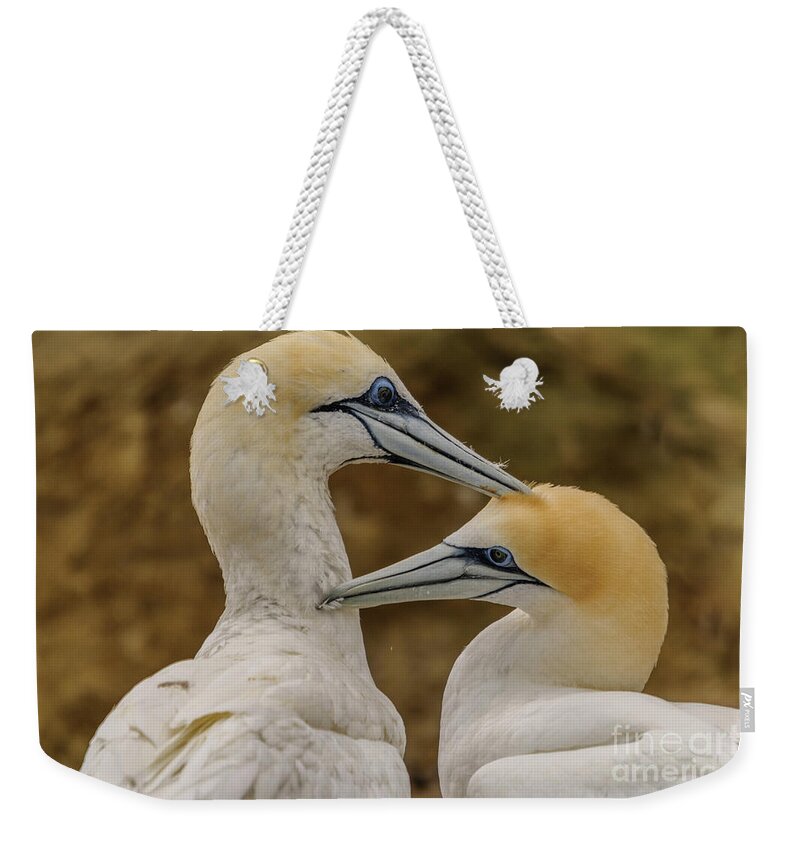 Gannet Weekender Tote Bag featuring the photograph Gannets 4 by Werner Padarin