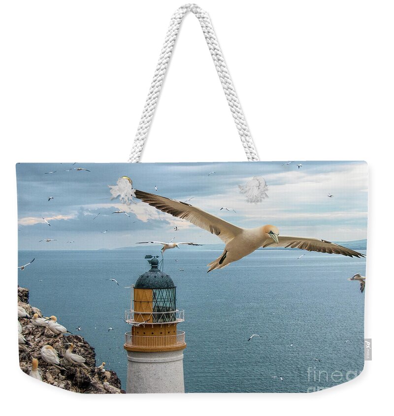 Gannets Weekender Tote Bag featuring the photograph Gannets at Bass Rock Lighthouse by Brian Tarr