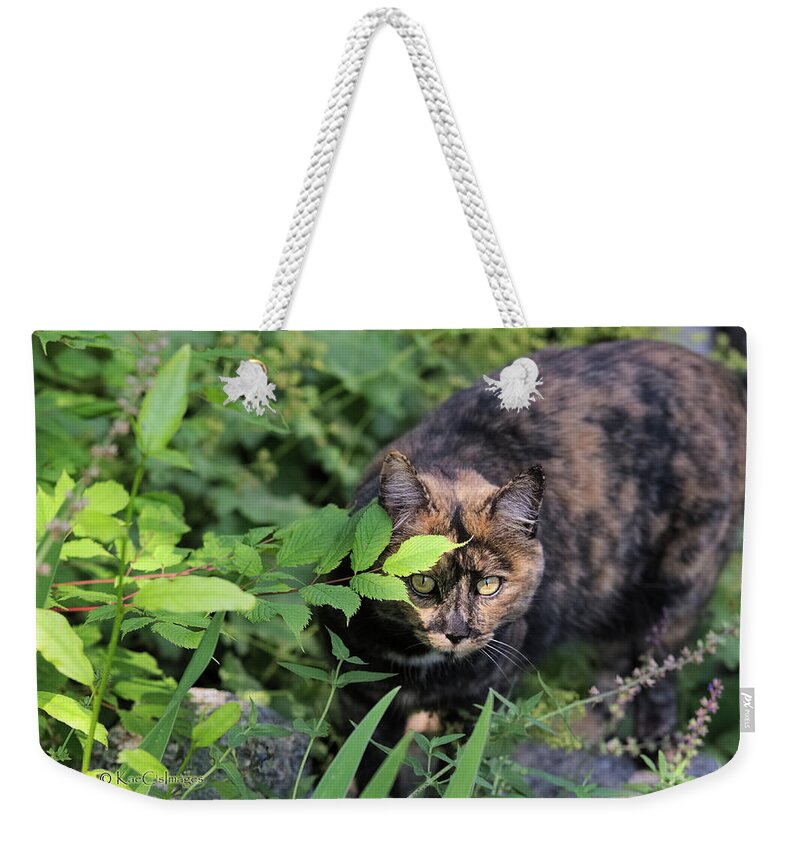 Cat Weekender Tote Bag featuring the photograph Garden Cat on the Hunt by Kae Cheatham