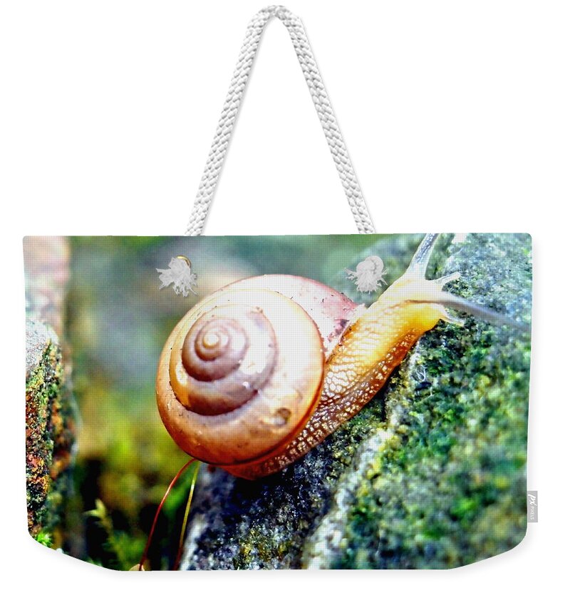 Nature Weekender Tote Bag featuring the photograph Garden Snail by Amy McDaniel