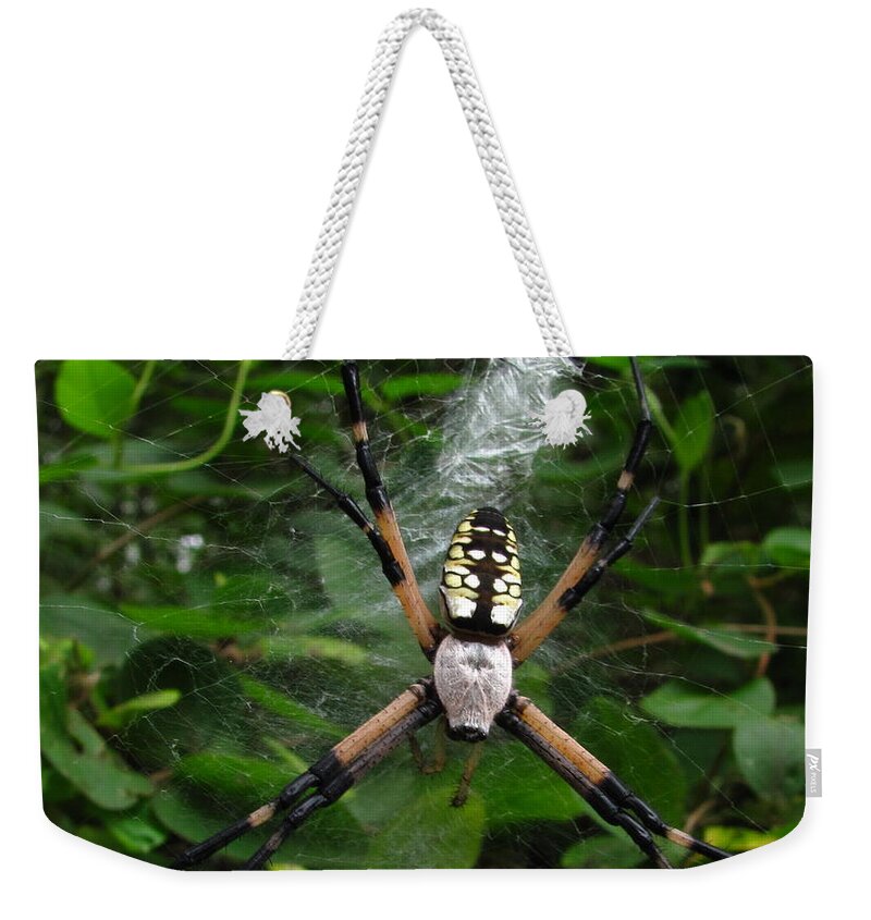 Black And Yellow Garden Spider Images Garden Spider Prints Arachnid Images Forest Ecology Biodiversity Nature Entomology Food Web Maryland Spider Images Maryland Spider Prints Weekender Tote Bag featuring the photograph Garden Spider by Joshua Bales